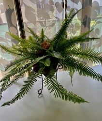 IMG_8781