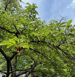 IMG_0815