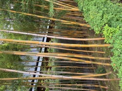 IMG_0891